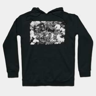 Vintage rose buds on a black and white film Hoodie